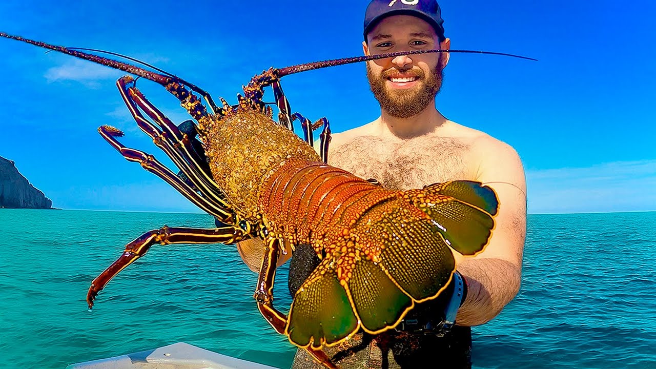 En Busca de LANGOSTA GIGANTE para Comer...