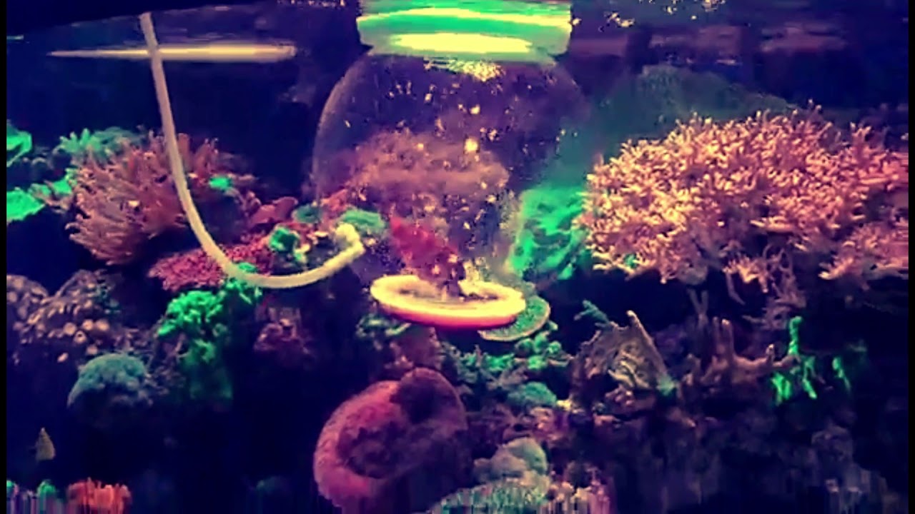 SUCCESS!!!! Tankmatez Amazing Bubble Aquarium Fish Trap