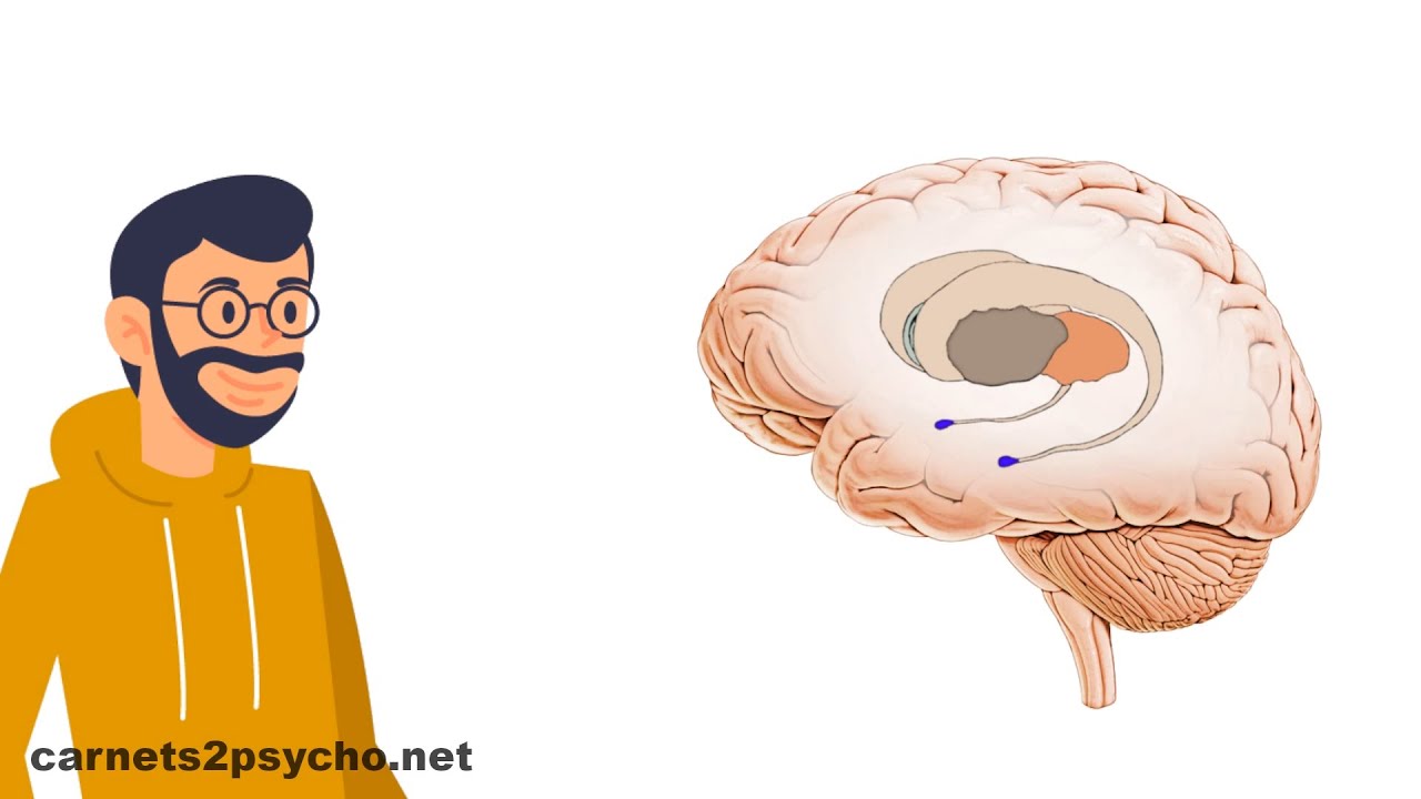 Timidit&eacute; : un cerveau hypersensible