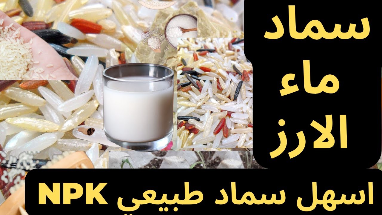 سماد ماء  الأرز | اسهل سماد طبيعي