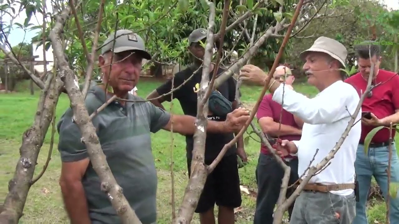 Poda de Pessegueiro  para Julho com Sérgio Semerdjian Aula em Franca SP