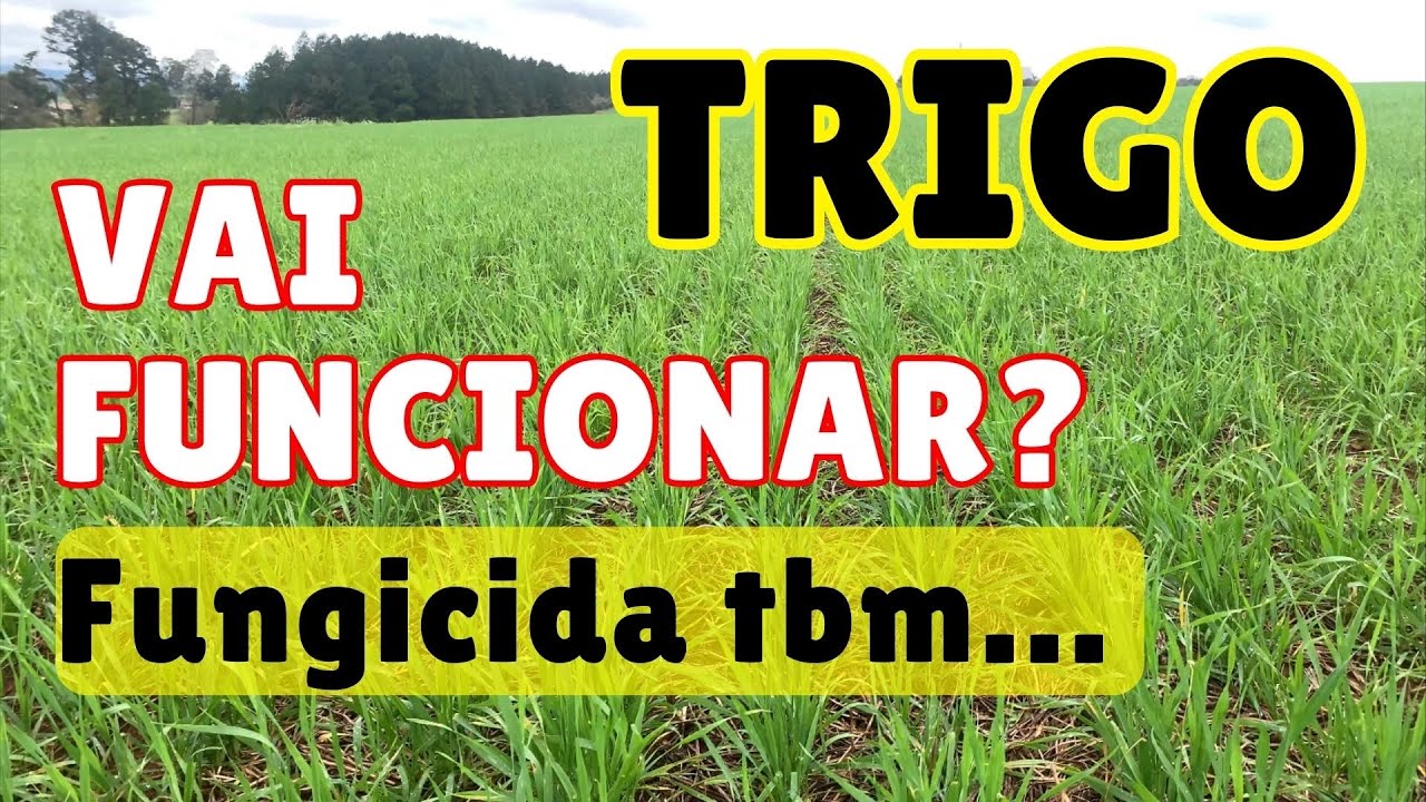 AZEVÉM, NABO E POAIA NO TRIGO, vai funcionar essa aplicação?