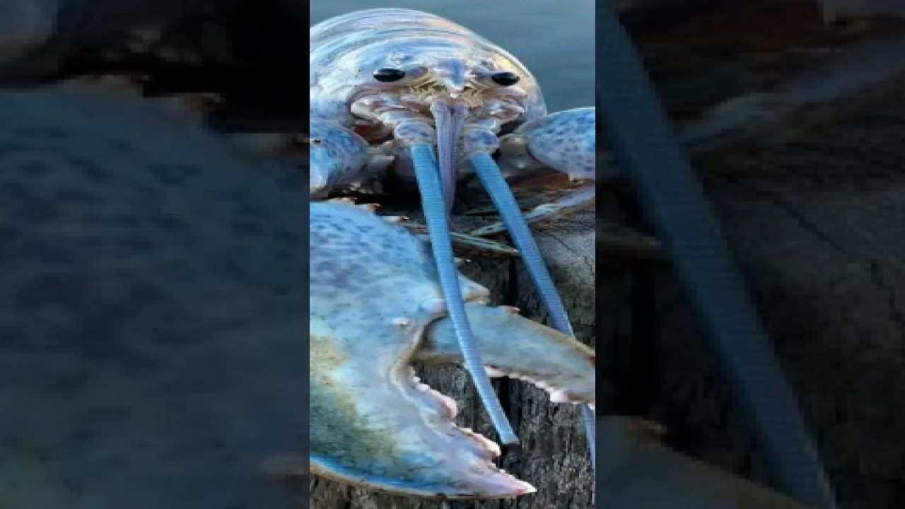 Blue Lobster Nextbot