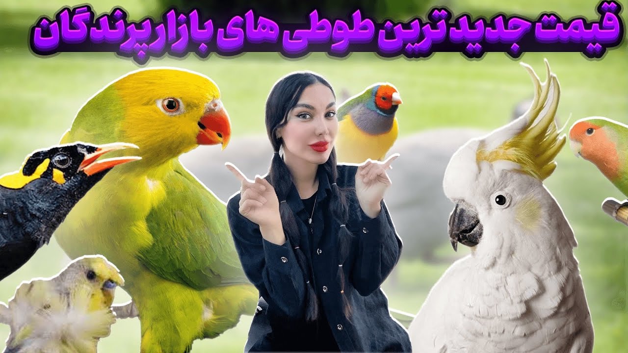 خوش قیمت ترین طوطی های بازار پرندگان در هفته ای جذاب🤩