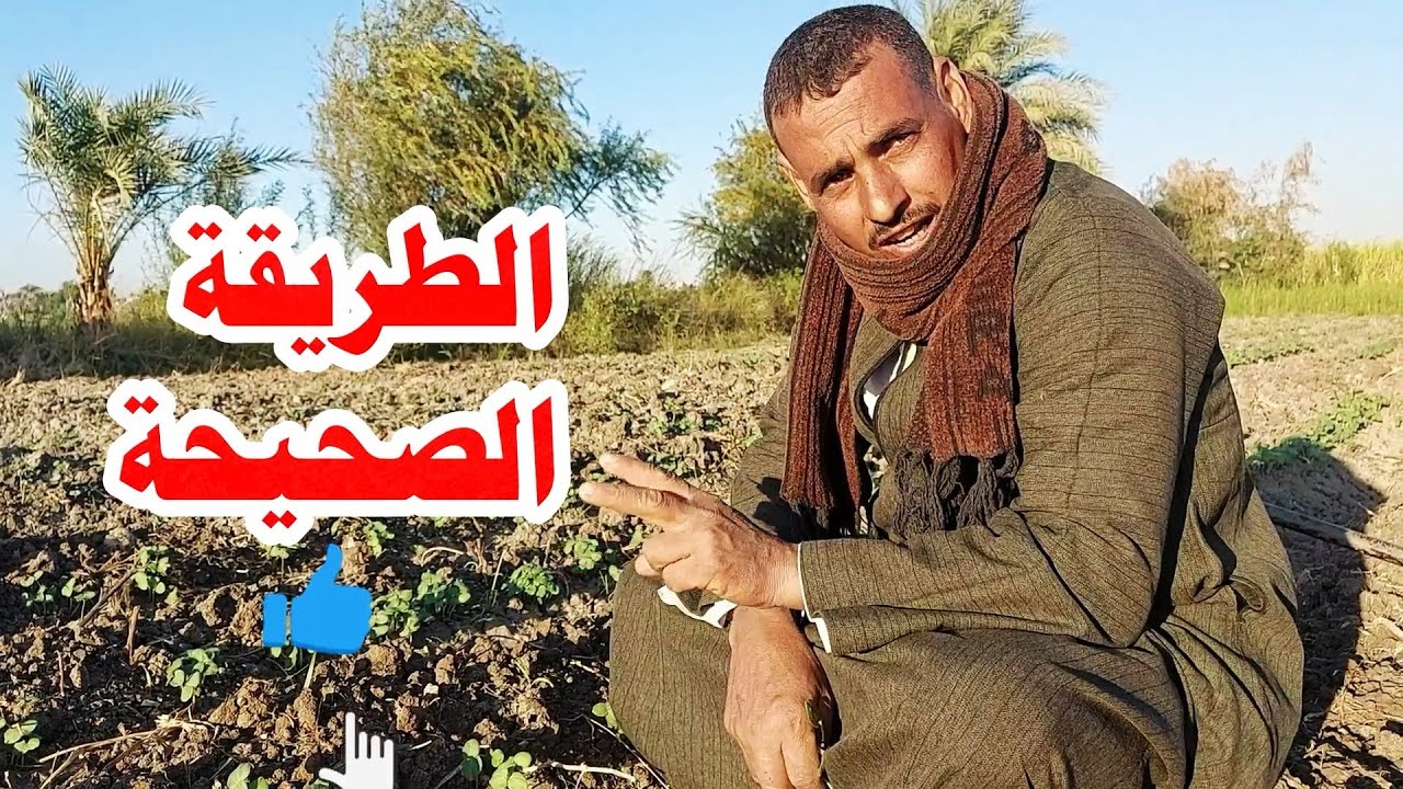 الطريقة الصحيحة لسندة نبات البامية☝لمواجهةعفن الجذور 2024م
