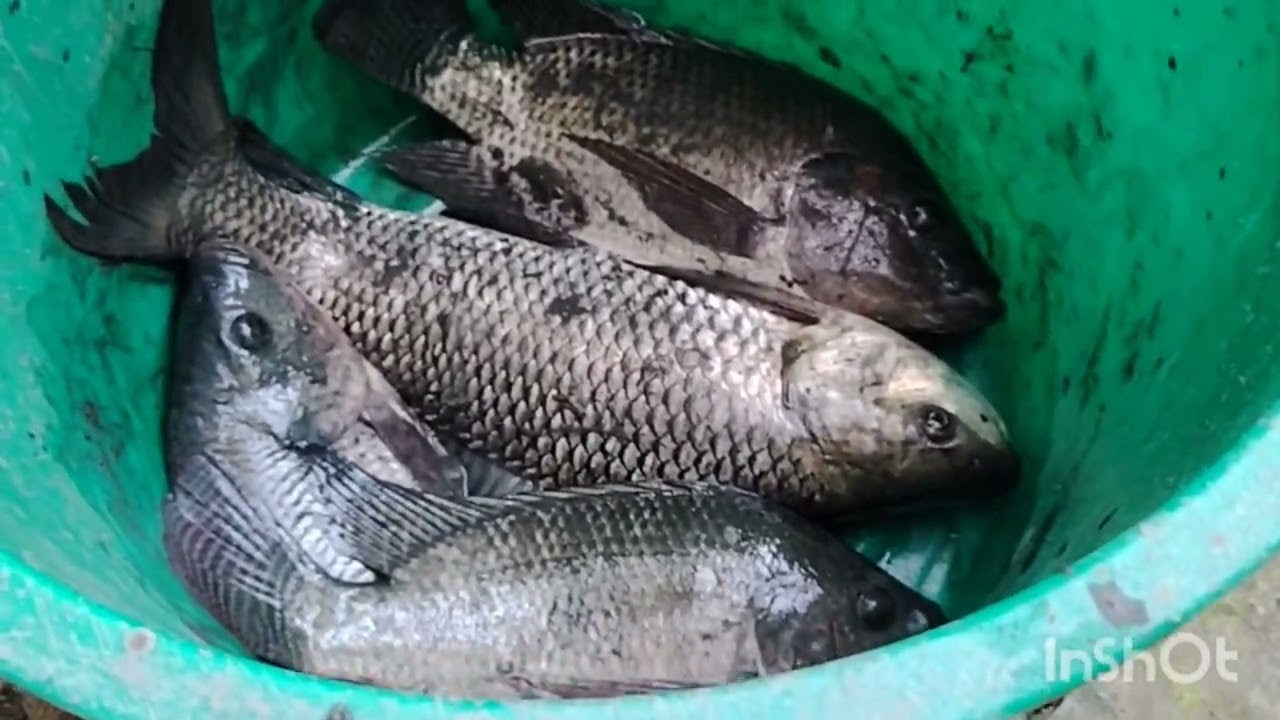 Fish