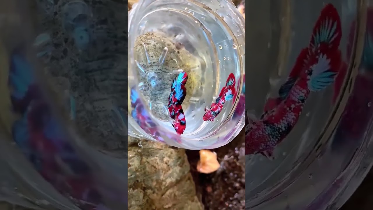 betta lovers #shortsfeed #shortvideo #bettafish #bettalovers #shorts