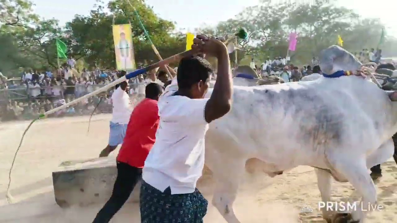 మొదటి బహుమతి 100000₹.ఏమిగనూర్ సీనియర్స్ విభాగం 10వ జత.MCOR బుల్స్.