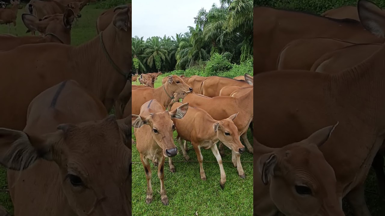 kelompok sspi #cow #cows #sapipedaging #sapimakan #animals #nature #farming