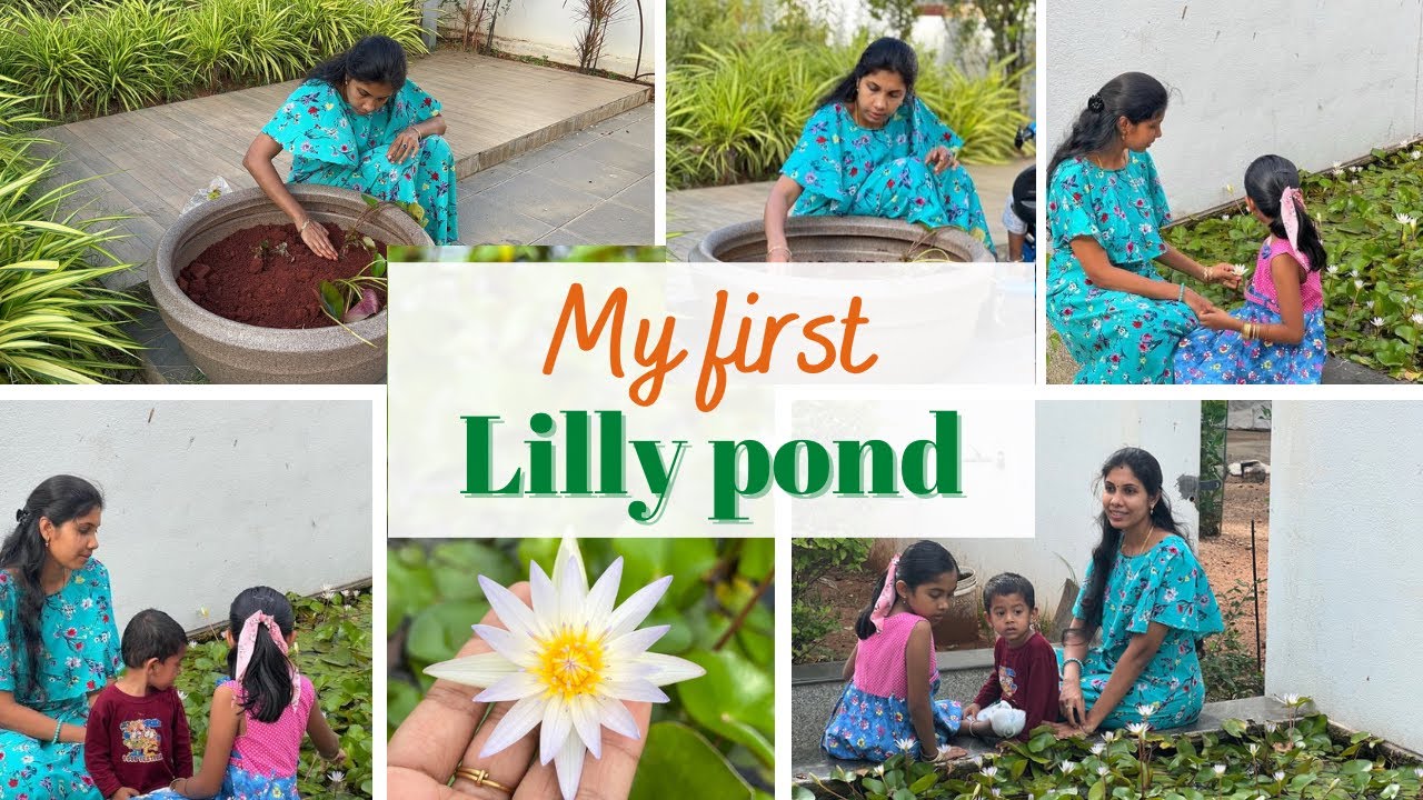 அல்லி பூவை சுலபமாக வீட்டில் வளர்க்கலாம் வாங்க | Simple Flower pond setup | water lily fish pond
