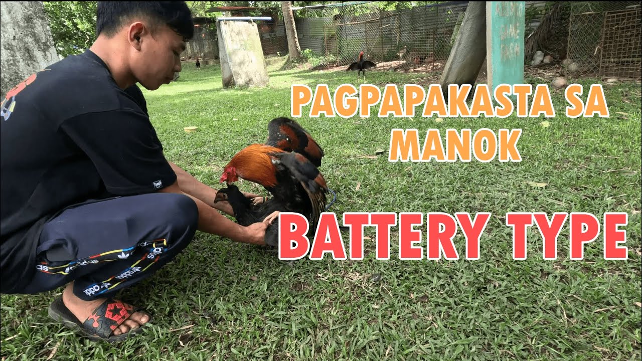 PAGPAKASTA NG INAHIN | BATTERY TYPE BREEDING | Vlog 3