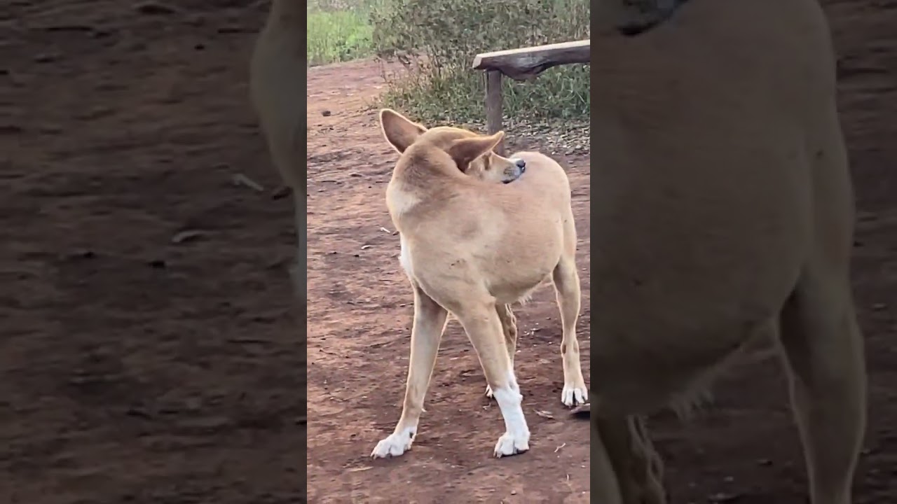 You be mumu #funny #comedy #fun #memes #viralvideo #viralshort #animals #pets