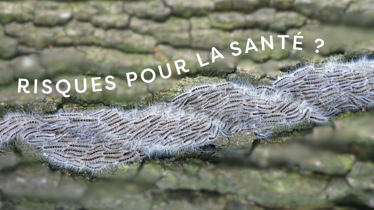 Chenilles processionnaires : quels risques pour la santé ?
