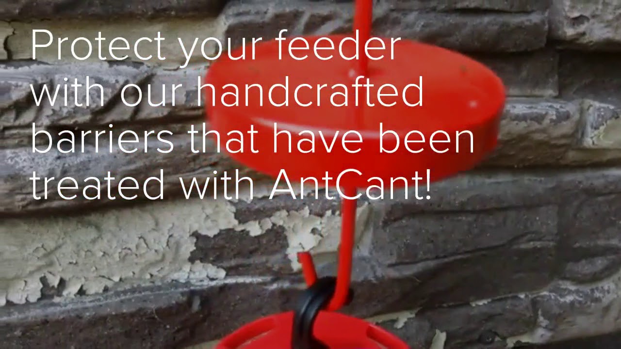 How to protect hummingbird feeders from ants- Non-toxic, no maintenance AntCant powered ant barrier
