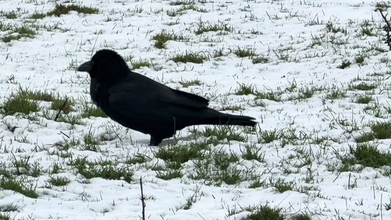 Snow baths for both Ravens today