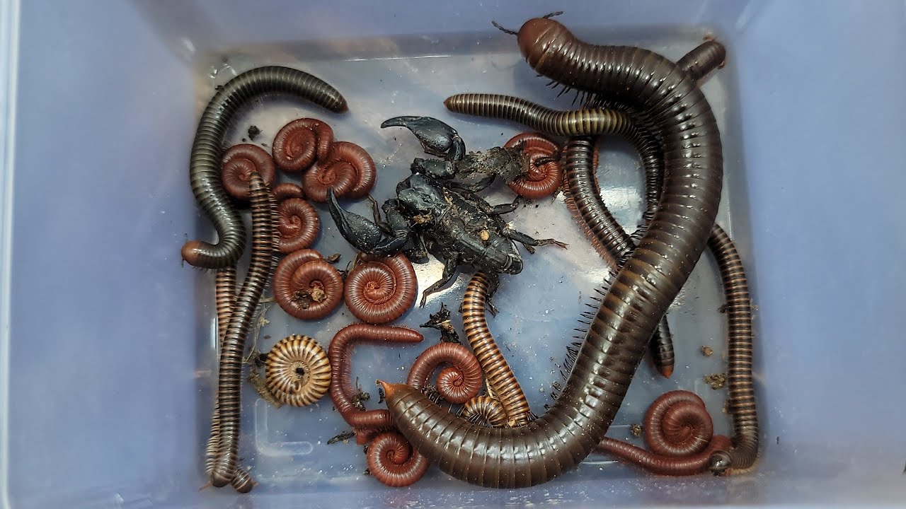 Catch & Hunt 1 Huge Millipede, Other Small Millipedes!! Best Insect Exploring, Venomous Scorpion