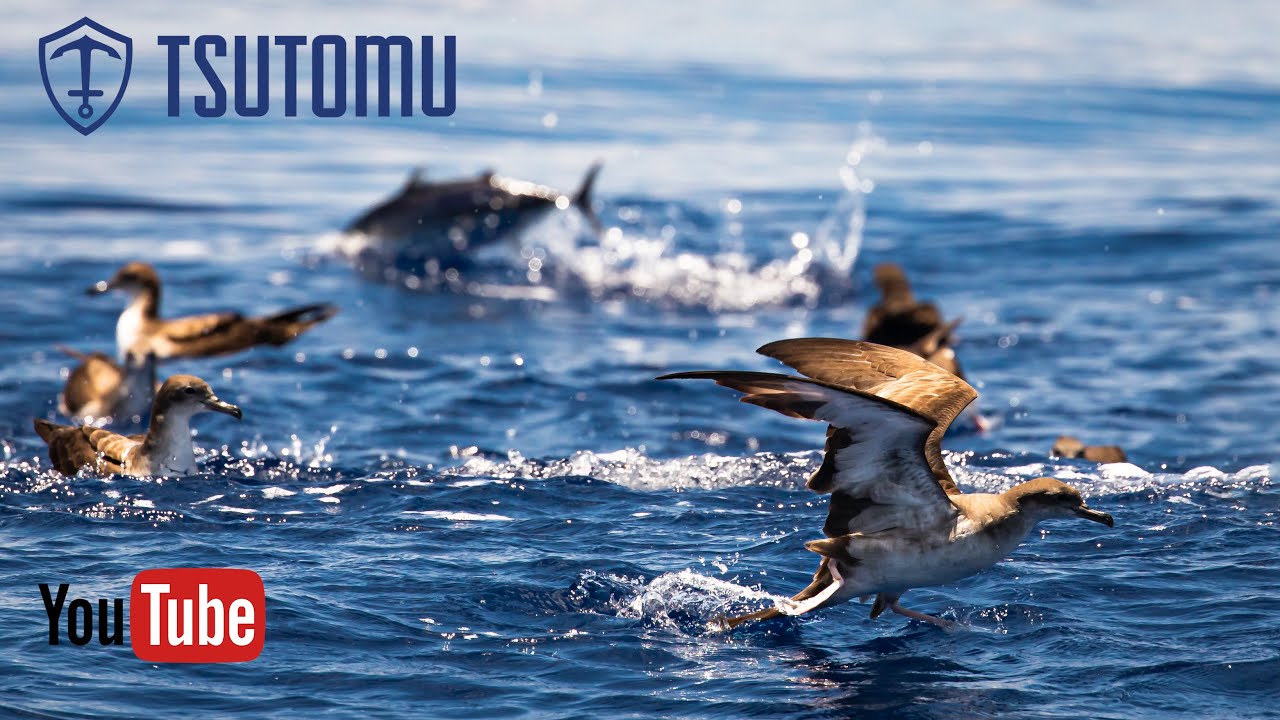 Fishing for Skipjack Tuna (Aku) with Birds, Sharks and Dolphins