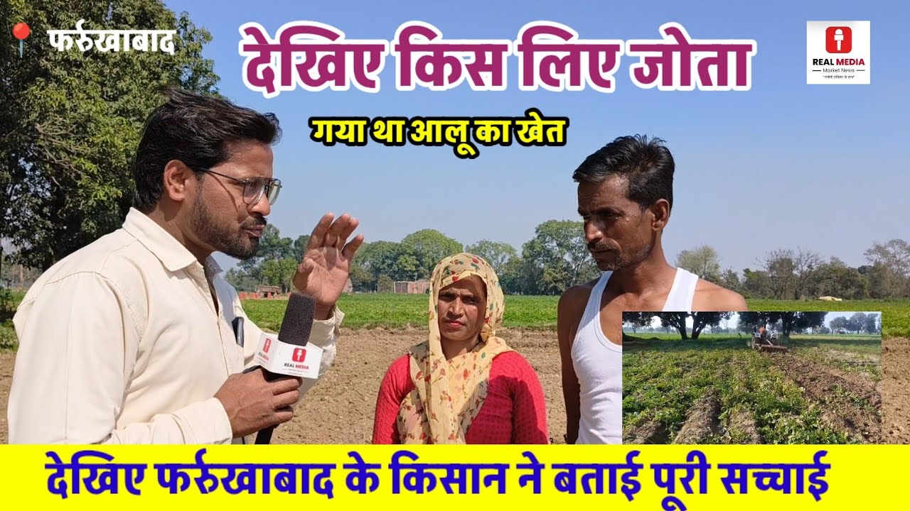 आखिर क्यों जोत दिया गया आलू का खेत? फर्रुखाबाद के किसान ने बताई पूरी सच्चाई! 🚜💔
