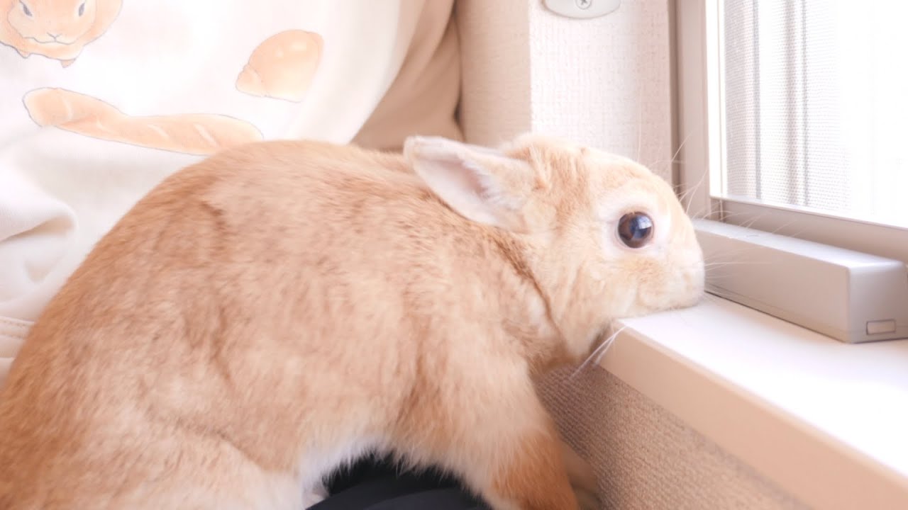 外が騒がしくて寝不足のウサギが足を滑らせて顎を強打してしまいました【No.803】