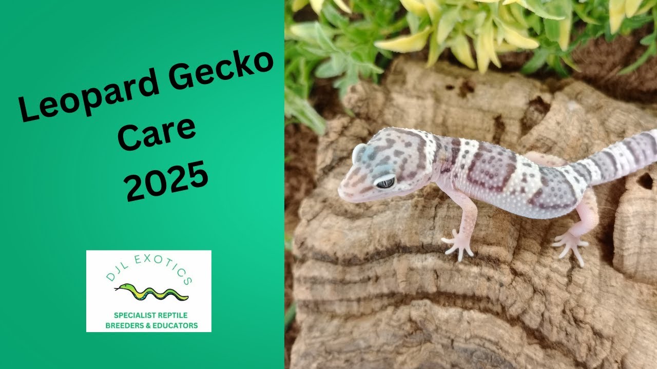 Leopard Gecko Care Guide for Beginners 🦎 | Everything Families Need to Know