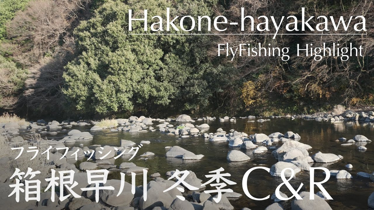 箱根早川冬季C&Rで釣初め@2024｜フライフィッシング 2024.1.6 FlyFishing Highlight