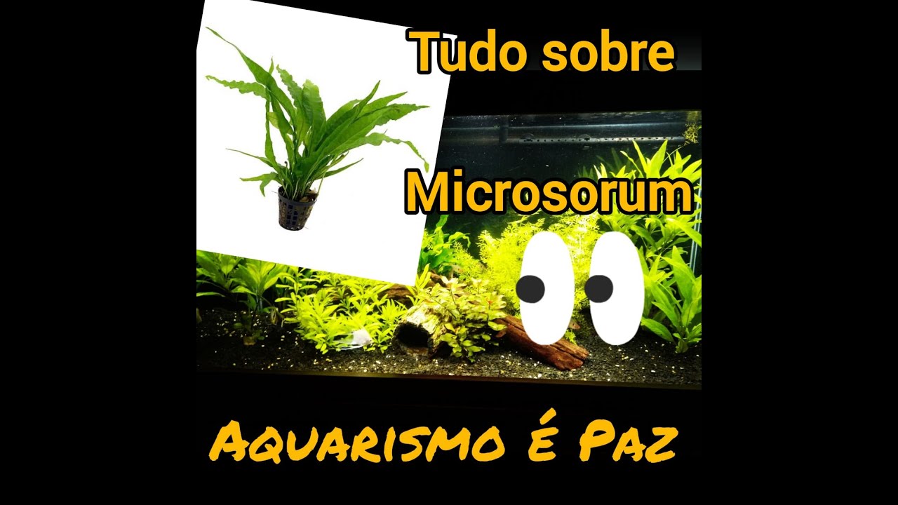 Como cuidar da Planta Microsorum# plantas,#aquarismo,#peixes