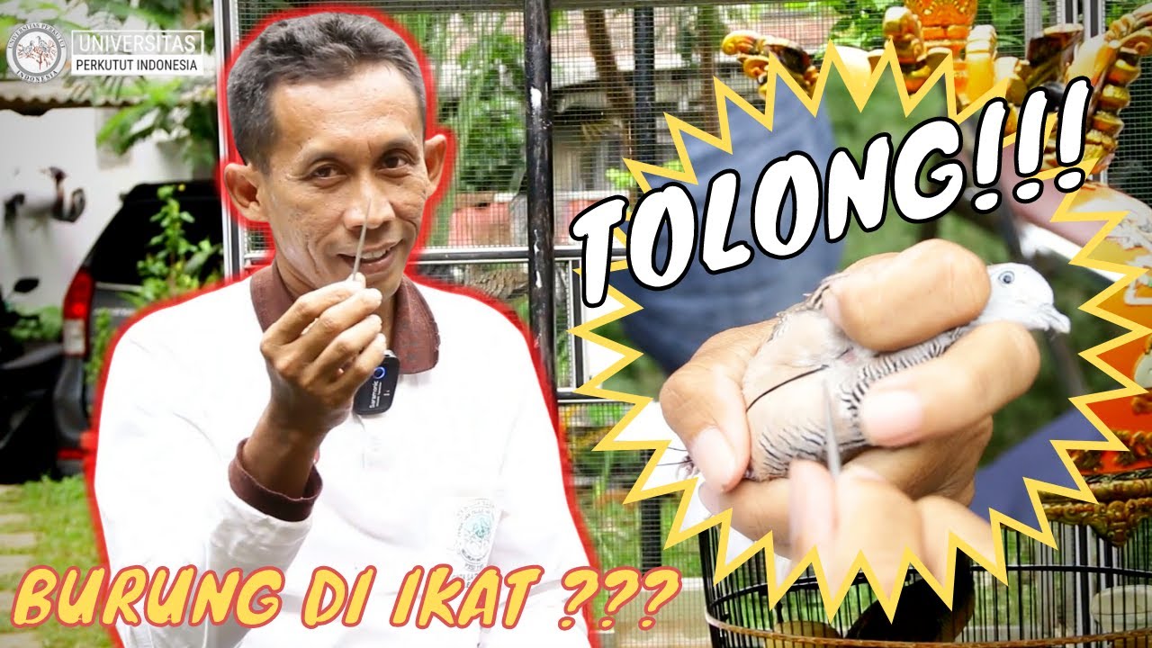 Teknik Ikat Burung Profesional | Pak Muksin ( Juri P3SI Nasional )