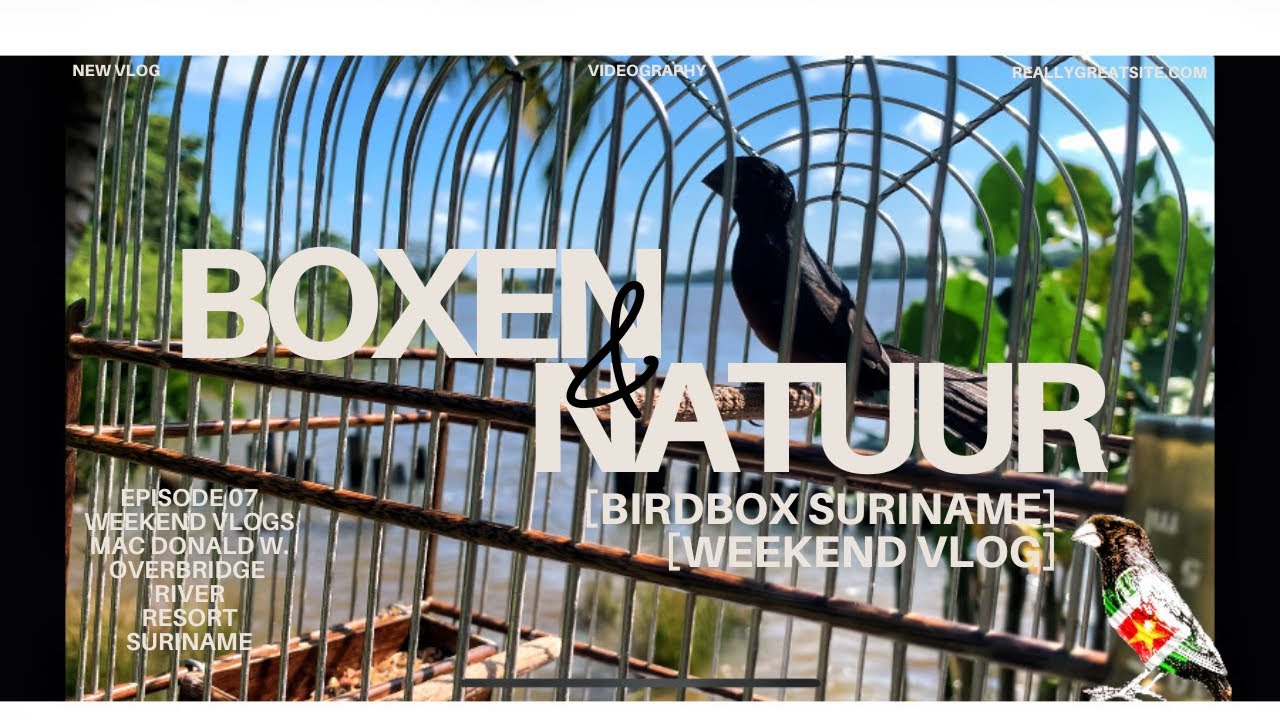 Zangvogel Boxen, natuurlijke zangdrang bevorderen. Weekend Vlogs (E07)