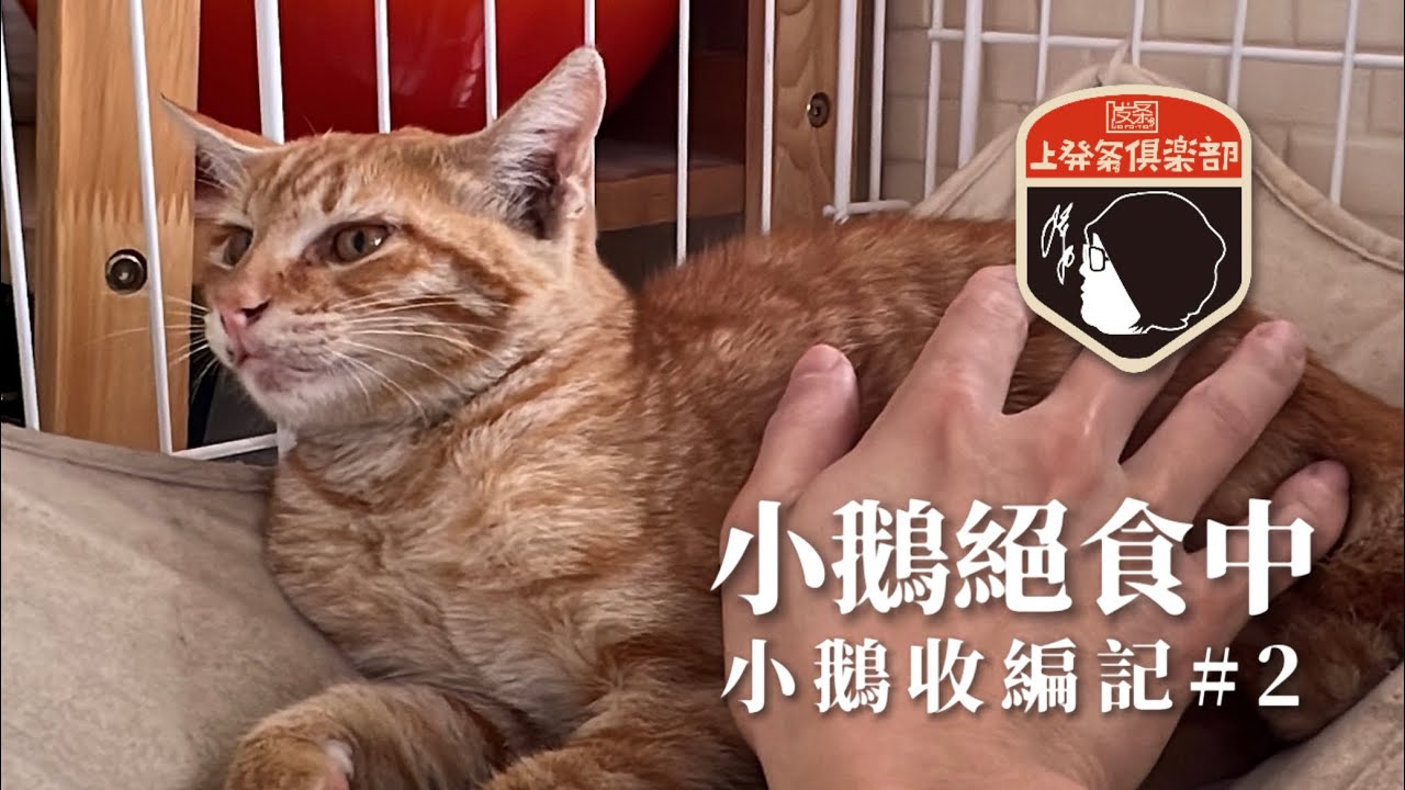 新成員：小鵝收編記#2｜小鵝絕食中