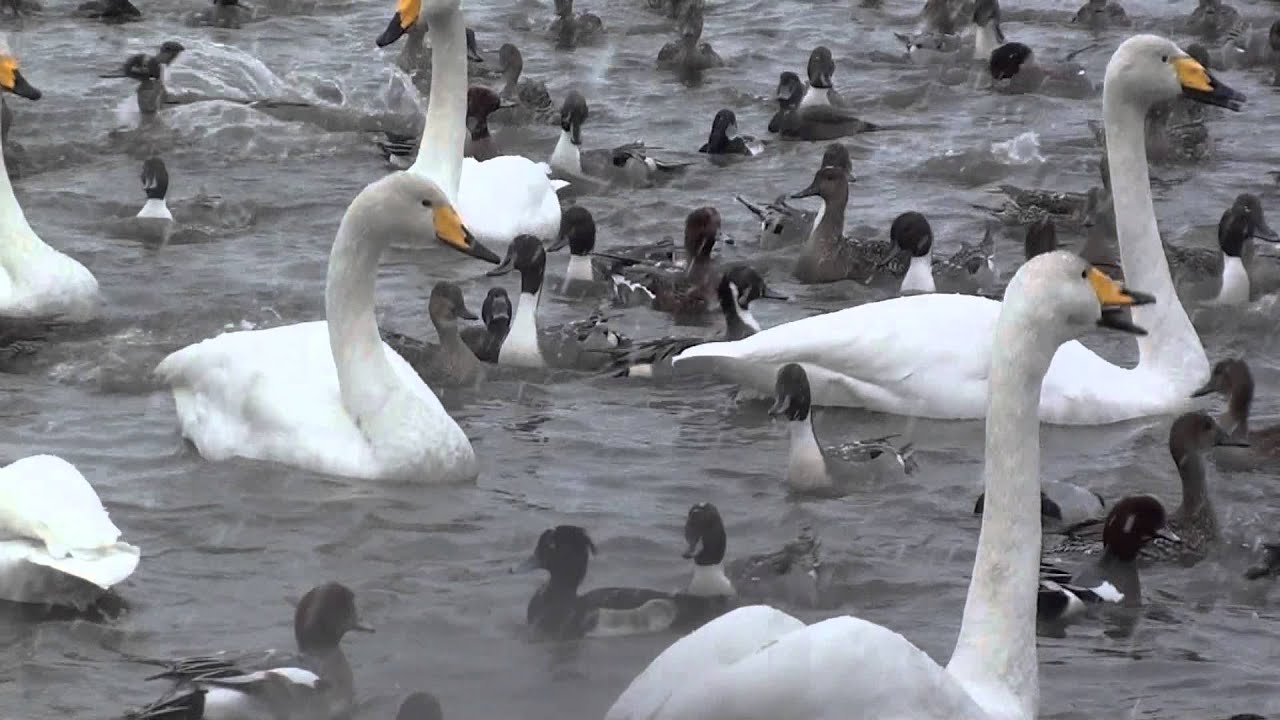 瓢湖　オオハクチョウのお食事