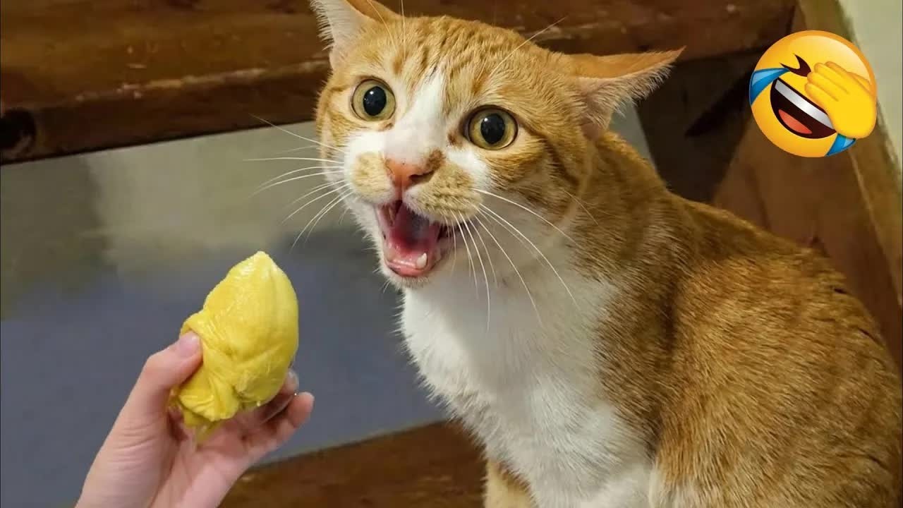 Самые смешные видео с кошками и собаками 2026 года 🐶😼Смеешься — проигрываешь😻