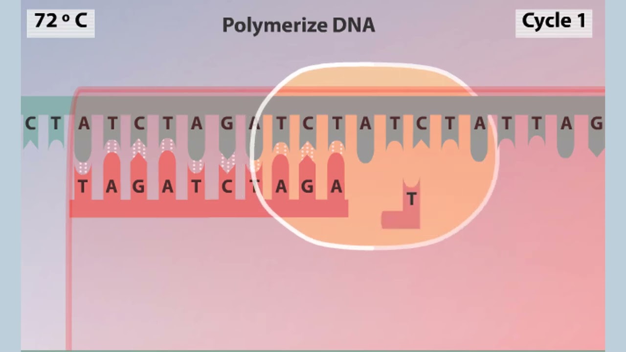polymerase chain reaction (PCR) Animation