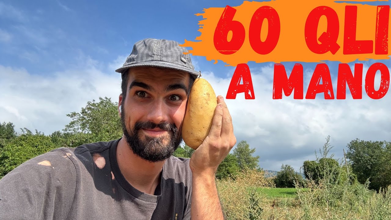 Raccolta Patate di Montagna 2025