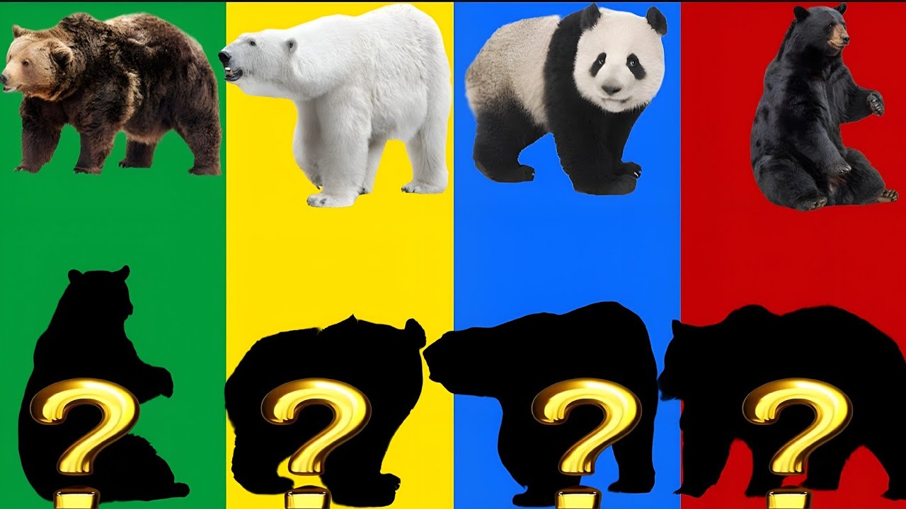 99% CAN’T MATCH THESE BEARS TO THEIR SHADOW! 😱