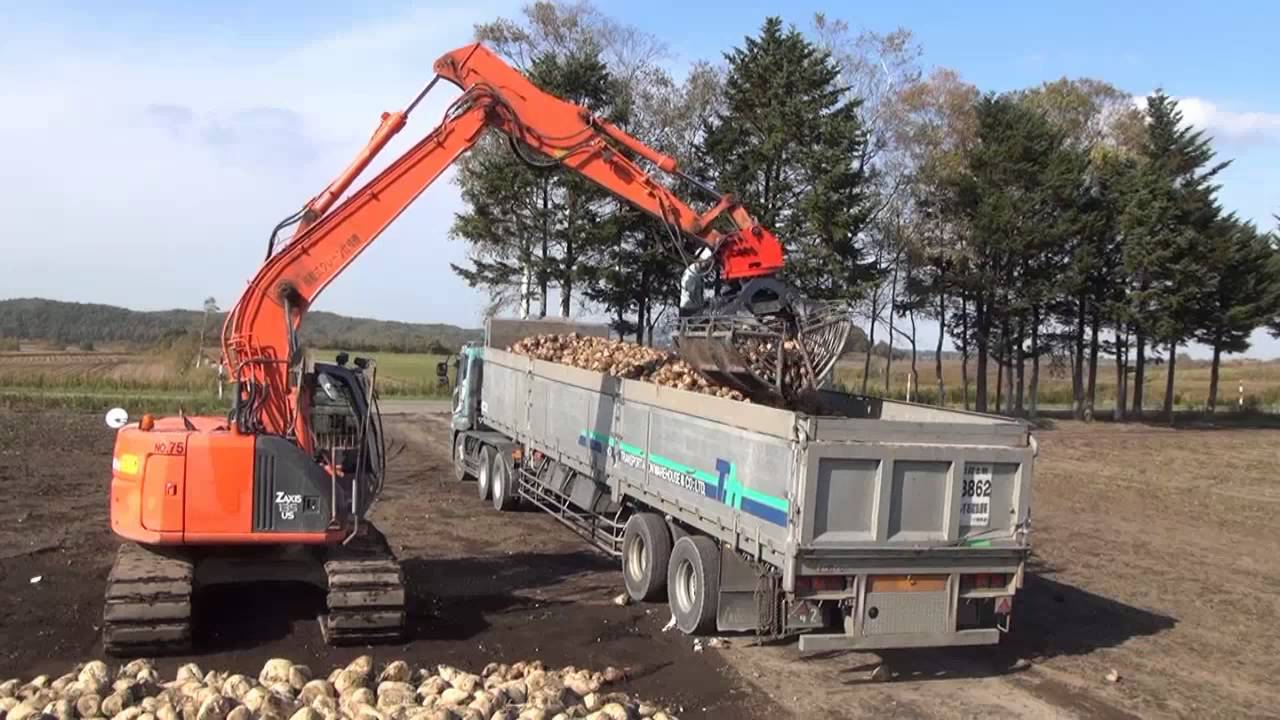 Transportation of sugar beet. ﾋﾞｰﾄ積込/輸送
