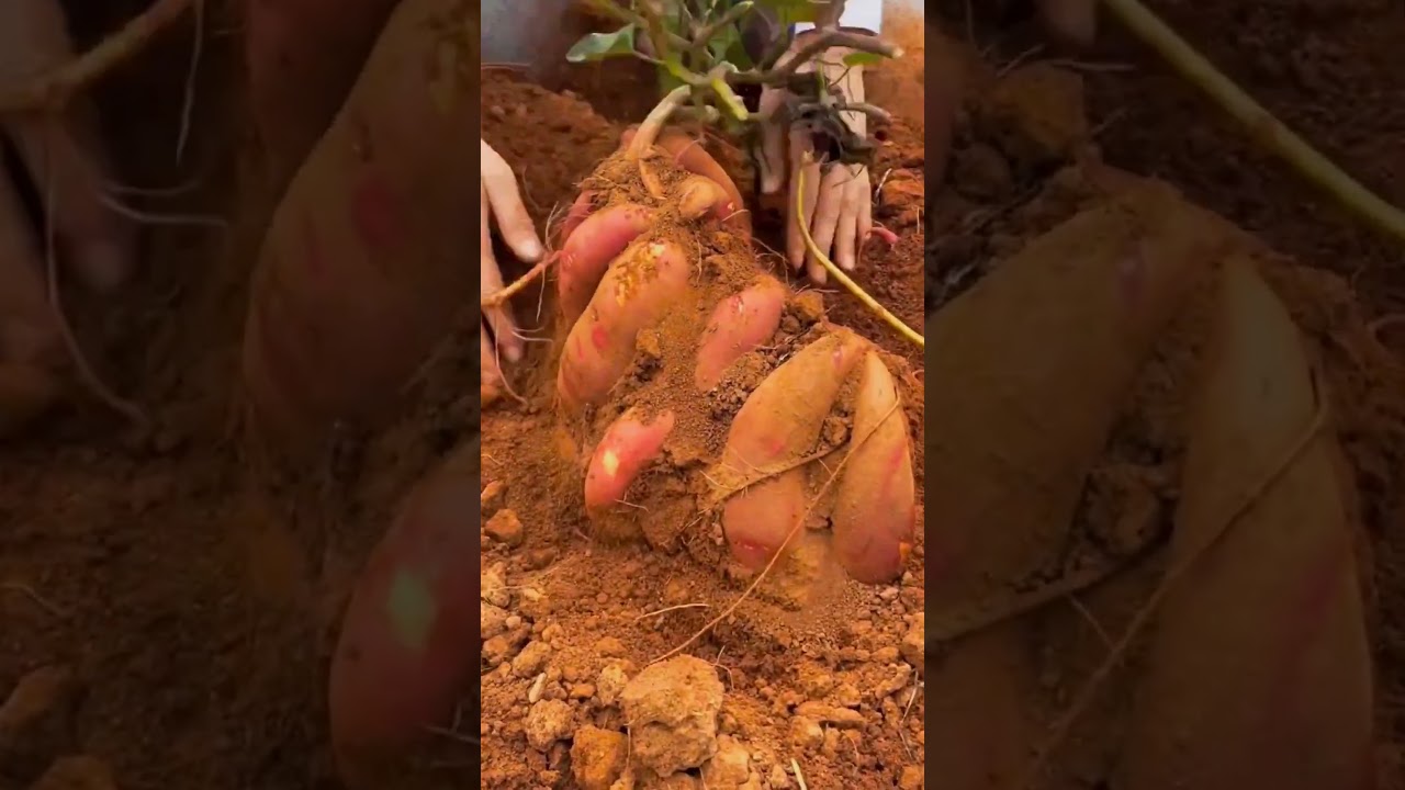Digging Sweet Potato Is Never A Boring Thing #satisfying #shortsvideo