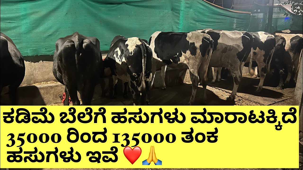 35000 - 135000 ತಂಕ ಹಸುಗಳು ಮಾರಾಟಕ್ಕಿದೆ ಯಾರು ತಪ್ಪದೇ ನೋಡಿ ❤️‍🔥🙏