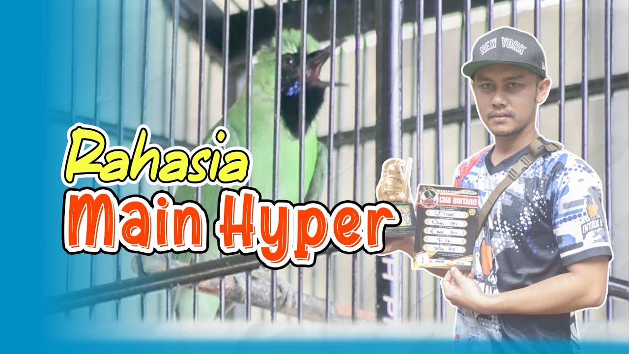 [CI TYRANI] Settingan Cucak Ijo Main Hyper Cucak Ijo Gampang Emosi Cucak Ijo Geter-geter HoBi ID