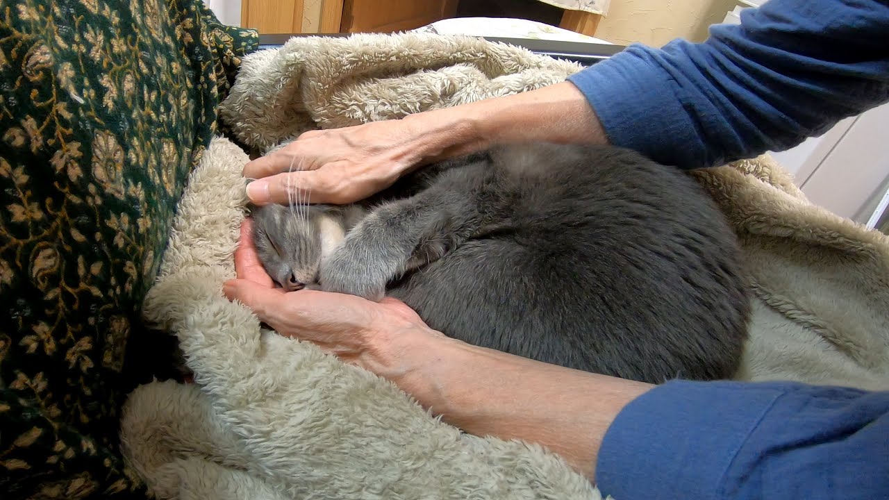 ばーばにナデナデされるのが大好きな甘えん坊猫「はなちゃん」の１日。