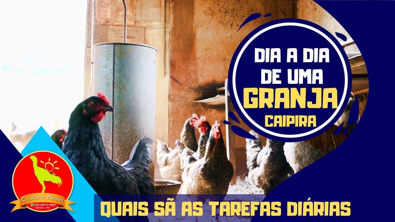 O DIA a DIA de uma GRANJA com 500 GALINHAS CAIPIRAS
