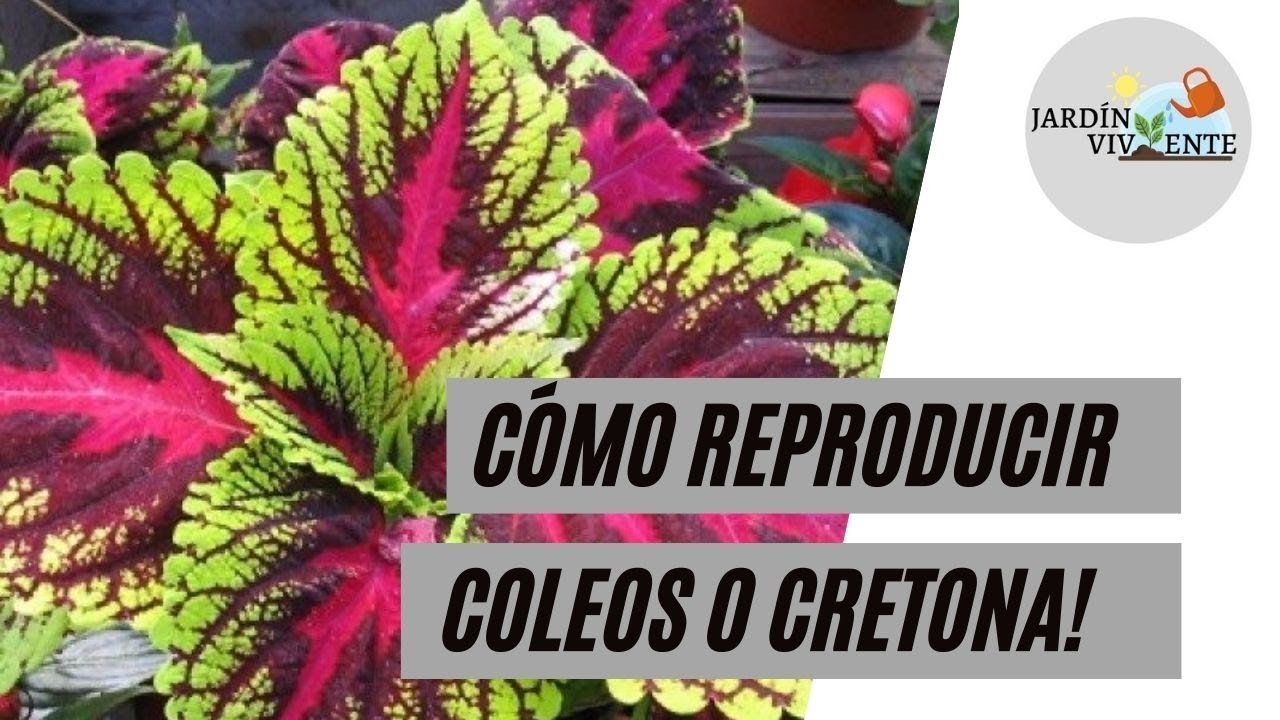 Reproducción de Amarantos, Cretona o Coleos por esqueje