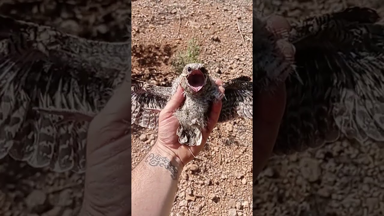 chotacabras Nighthawk bird