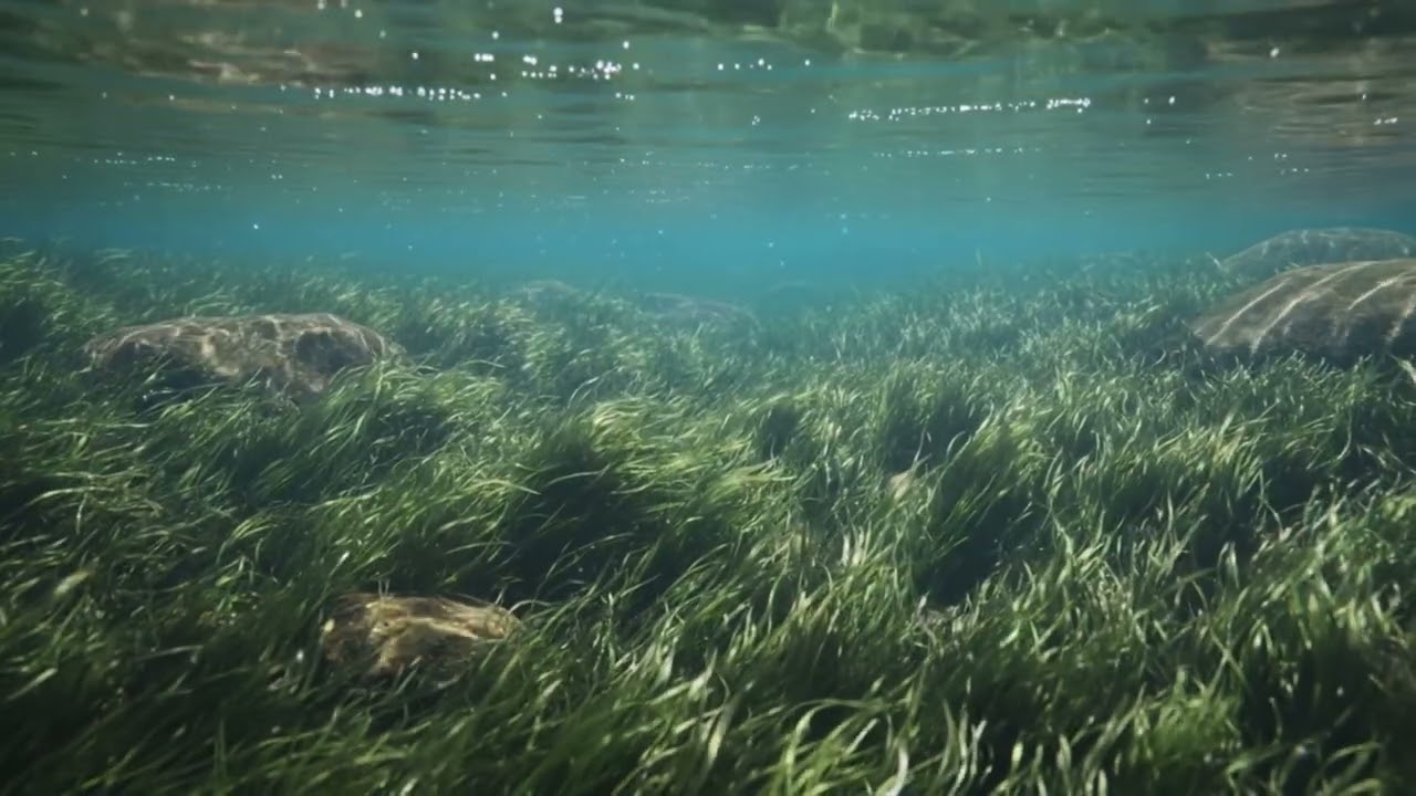 Relaxing Ocean Ambience • Slow Seaweed Motion •  1 hours Underwater Silence