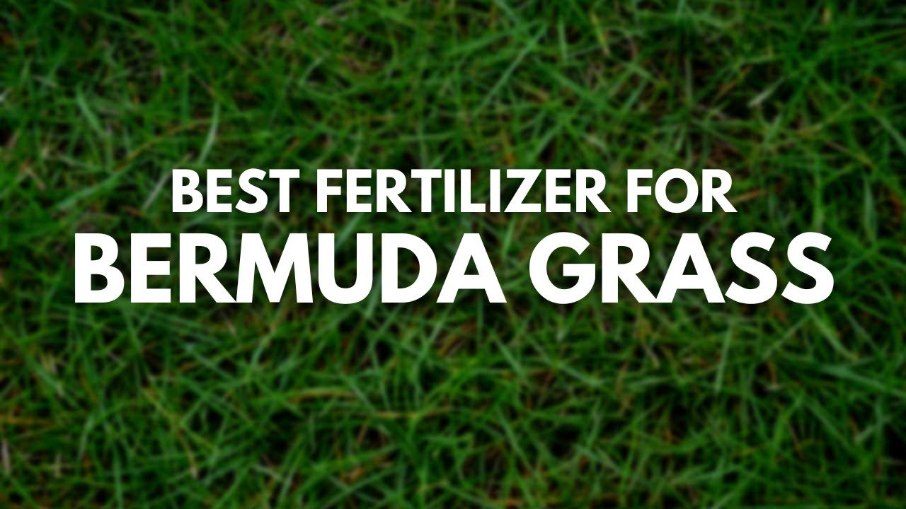 Best Fertilizer for Bermuda Grass - Have a Healthy Grass