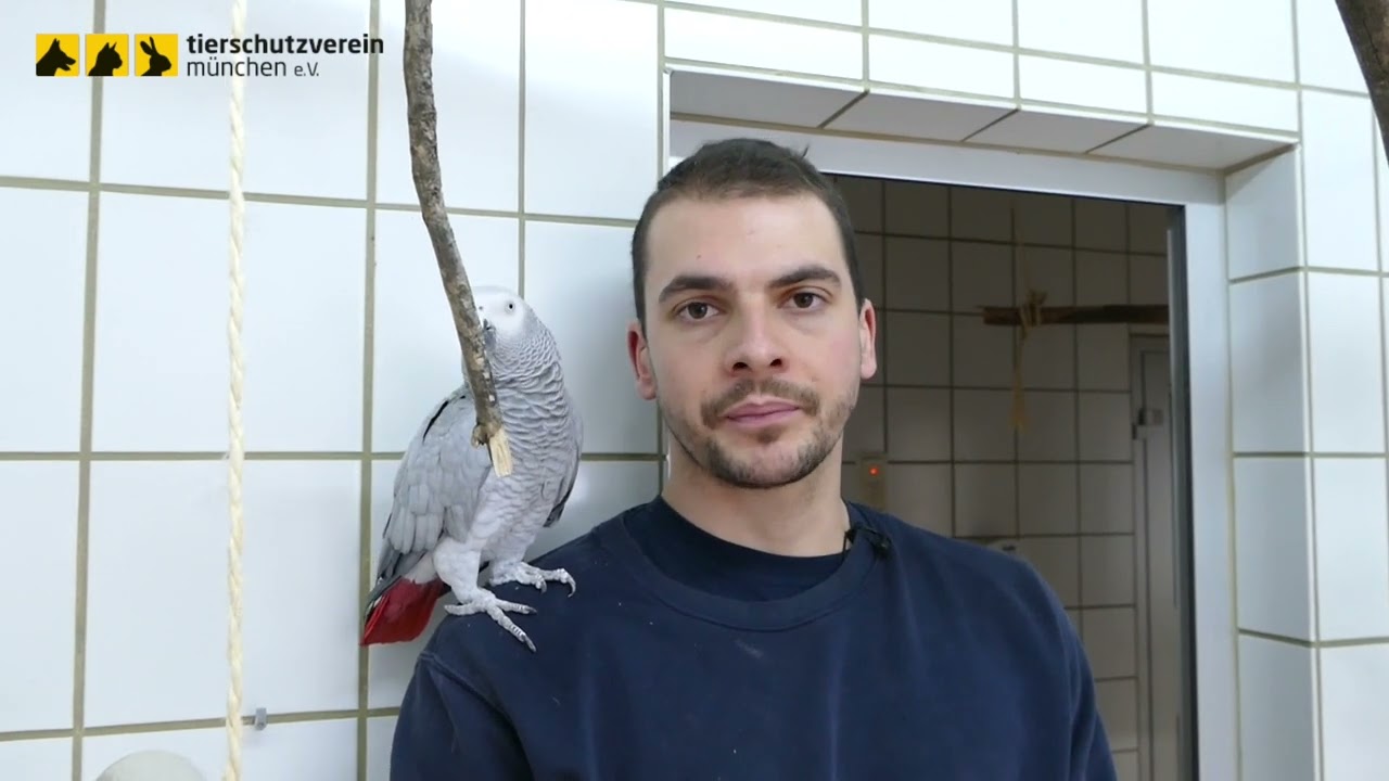 Tierheim M&uuml;nchen: Graupapagei Dilan