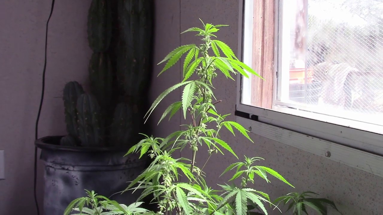 Collecting cannabis pollen