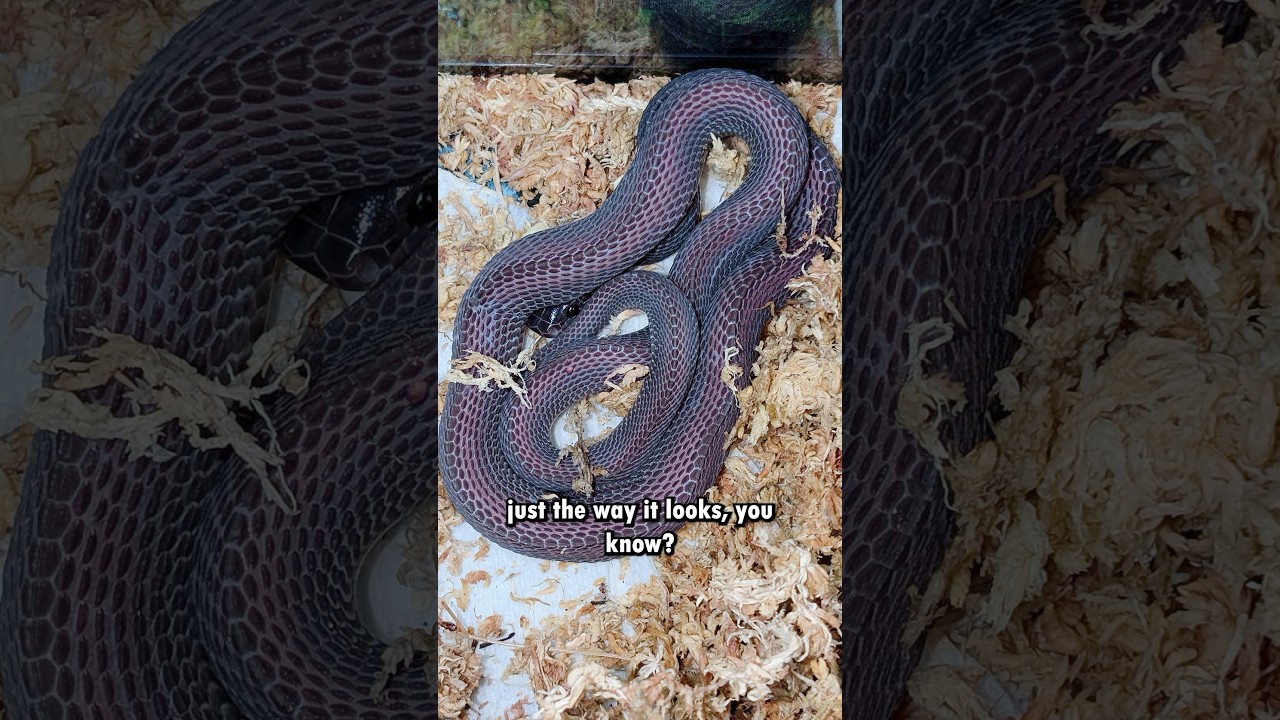 How to stop your snake from HIDING ALL DAY