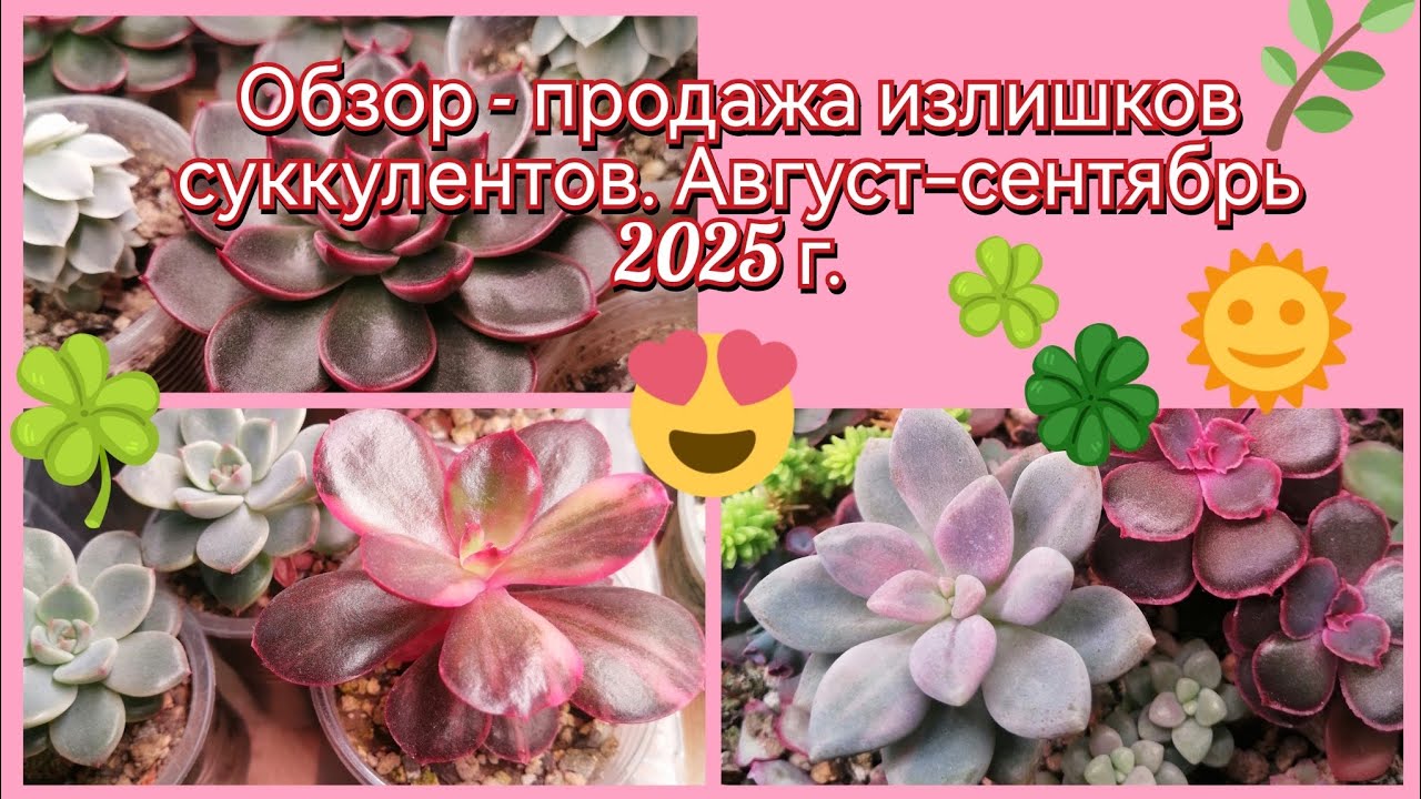27 августа 2025 г.