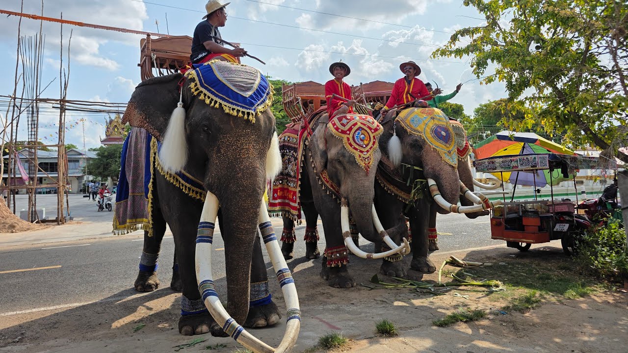 หนุ่มๆพร้อมแห่ผะเหวดแล้วค้าบ🐘💢‼️