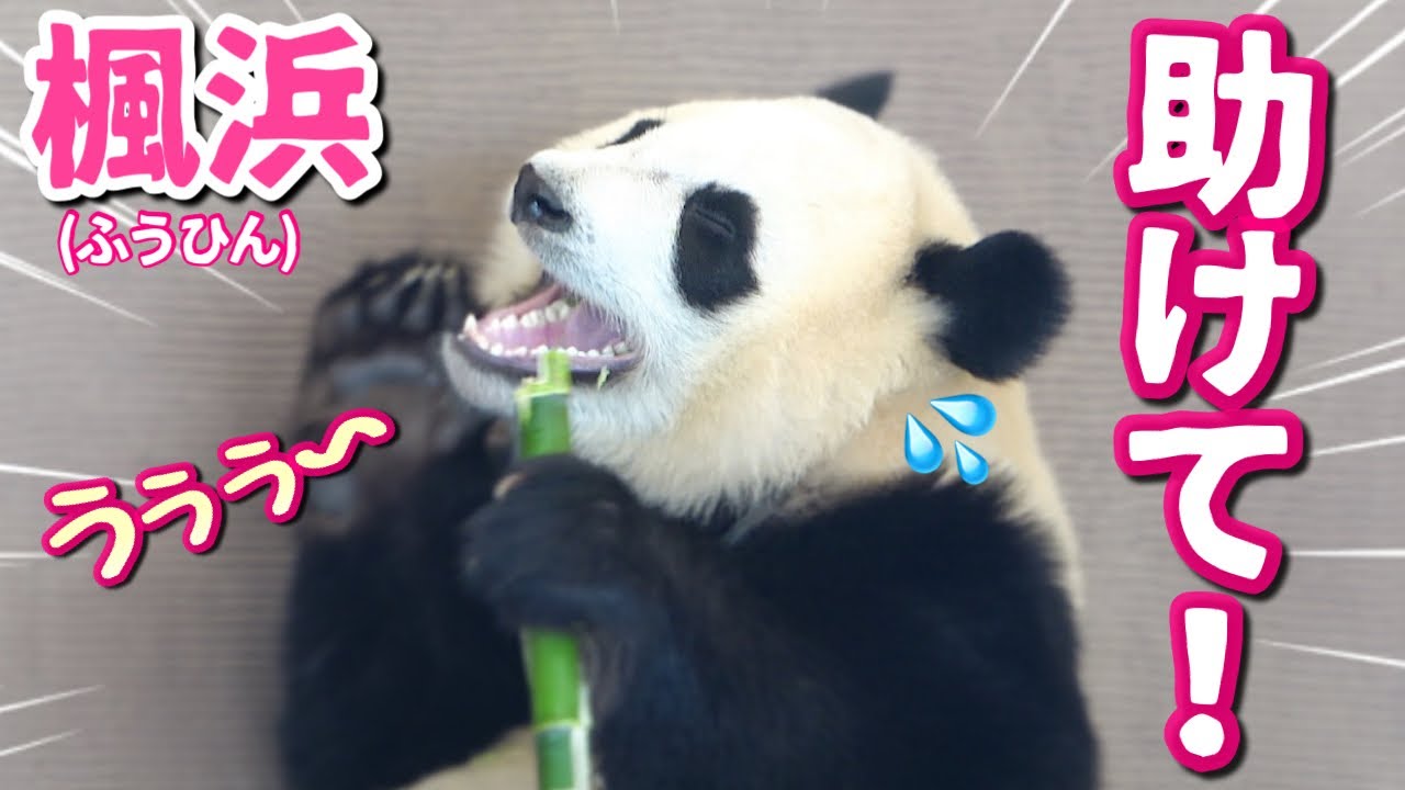 【パンダアイドル楓浜】竹が歯に詰まってプチ🐼パニック〜❗️飼育員さん助けて〜💦